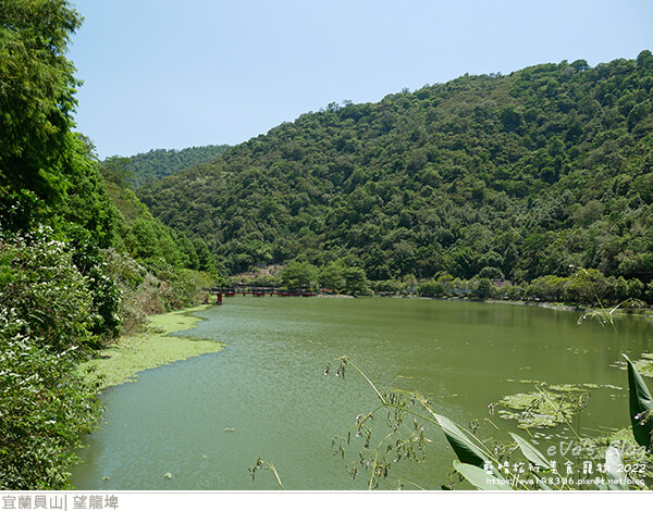 【宜蘭景點】望龍埤(寵物友善景點)，四周綠意盎然，湖岸有很多落羽松，綠油油的落羽松林看起來也很漂亮，漫