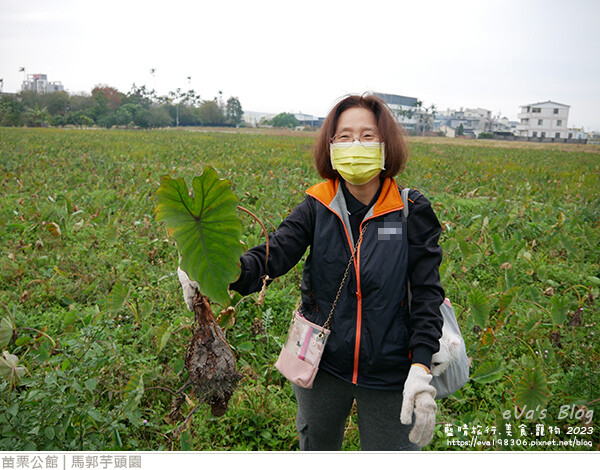 馬郭芋頭園-32.jpg