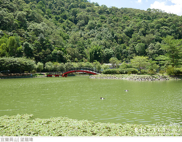【宜蘭景點】望龍埤(寵物友善景點)，四周綠意盎然，湖岸有很多落羽松，綠油油的落羽松林看起來也很漂亮，漫