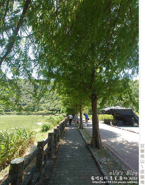【宜蘭景點】望龍埤(寵物友善景點)，四周綠意盎然，湖岸有很多落羽松，綠油油的落羽松林看起來也很漂亮，漫
