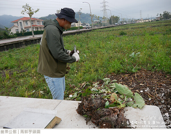 馬郭芋頭園-36.jpg