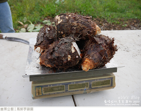 馬郭芋頭園-37.jpg