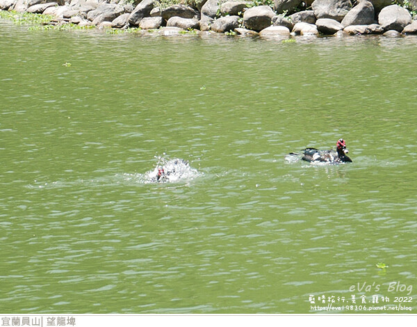 【宜蘭景點】望龍埤(寵物友善景點)，四周綠意盎然，湖岸有很多落羽松，綠油油的落羽松林看起來也很漂亮，漫