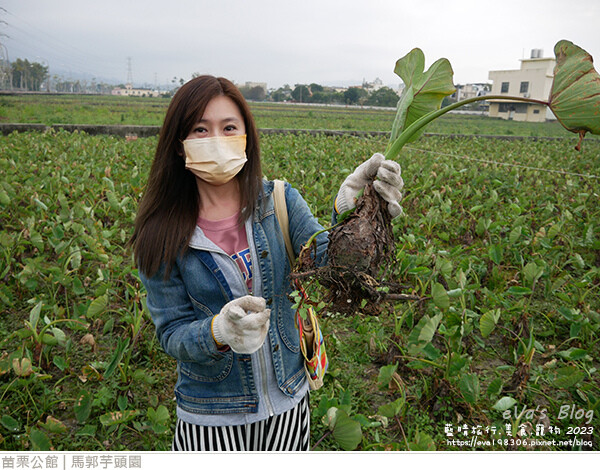 馬郭芋頭園-34.jpg