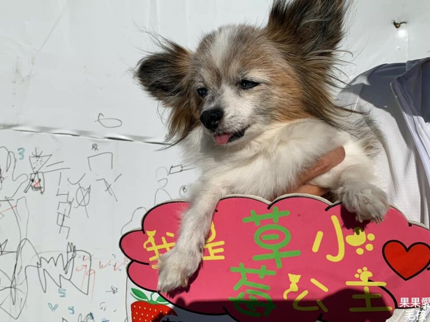 友田珍鄉有機草莓農場⟩友愛農地、無毒栽種,台中有機溫室高架草莓園,寵物友善採果農場 @果果愛Fruitlove