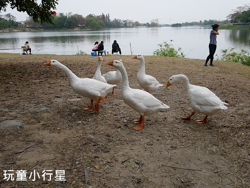 台南景點｜新化虎頭埤風景區特色遊戲場｜台南親山步道＆親子腳踏車道＆看鴨鵝