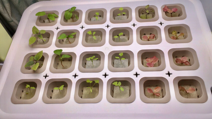 [開箱] lalagoon喇喇棍水耕機｜在家打造迷你菜園！實現新鮮蔬菜現採現吃的夢想