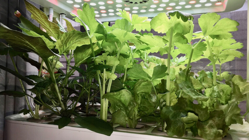 [開箱] lalagoon喇喇棍水耕機｜在家打造迷你菜園！實現新鮮蔬菜現採現吃的夢想