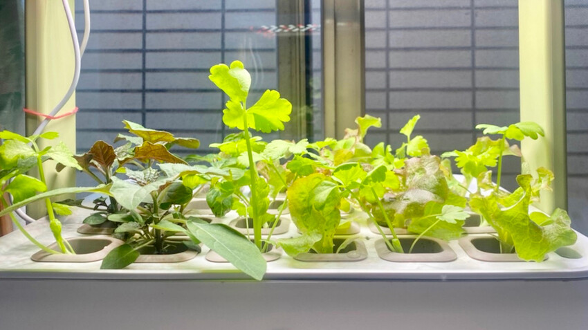 [開箱] lalagoon喇喇棍水耕機｜在家打造迷你菜園！實現新鮮蔬菜現採現吃的夢想