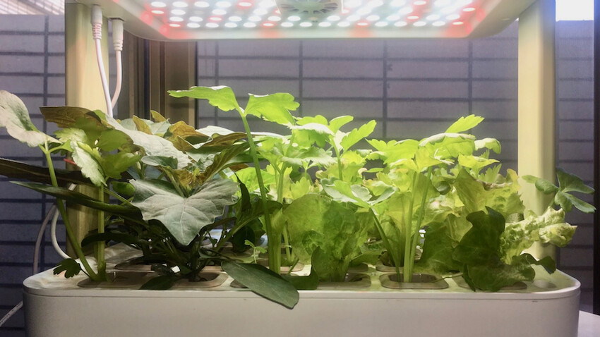 [開箱] lalagoon喇喇棍水耕機｜在家打造迷你菜園！實現新鮮蔬菜現採現吃的夢想