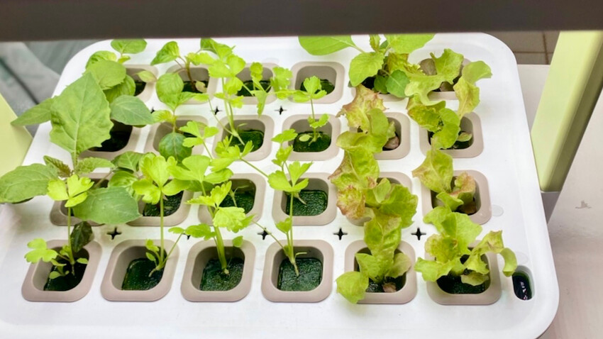 [開箱] lalagoon喇喇棍水耕機｜在家打造迷你菜園！實現新鮮蔬菜現採現吃的夢想