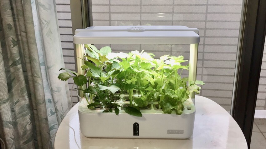[開箱] lalagoon喇喇棍水耕機｜在家打造迷你菜園！實現新鮮蔬菜現採現吃的夢想