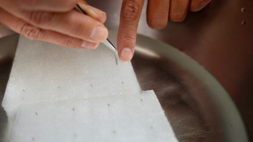 [開箱] lalagoon喇喇棍水耕機｜在家打造迷你菜園！實現新鮮蔬菜現採現吃的夢想