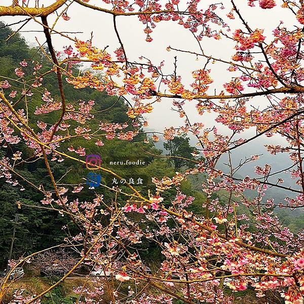 三峽大熊櫻花林｜新北室外景點推薦 @neru.foodie / 丸の良食
