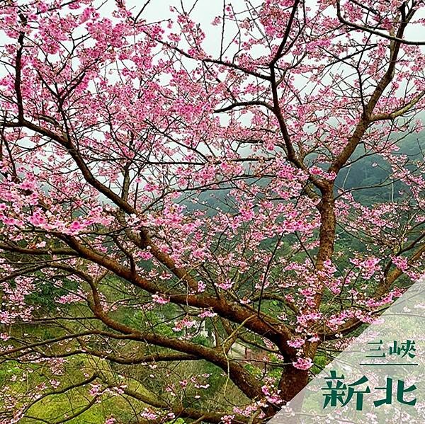 三峽大熊櫻花林｜新北室外景點推薦 @neru.foodie / 丸の良食