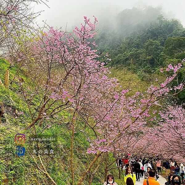 三峽大熊櫻花林｜新北室外景點推薦 @neru.foodie / 丸の良食