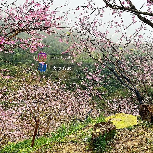三峽大熊櫻花林｜新北室外景點推薦 @neru.foodie / 丸の良食