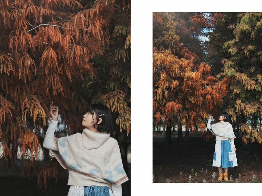 [彰化大村] 彰化大村落羽松秘境｜超大片落羽松Ｘ油菜花田超夢幻！免門票景點 - 萍姐愛分享