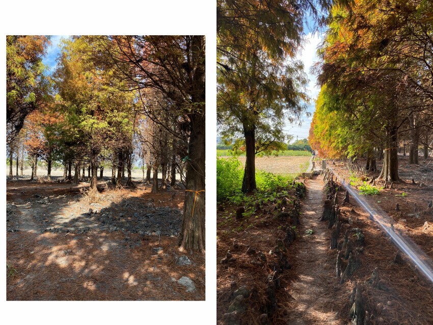 [彰化大村] 彰化大村落羽松秘境｜超大片落羽松Ｘ油菜花田超夢幻！免門票景點 - 萍姐愛分享