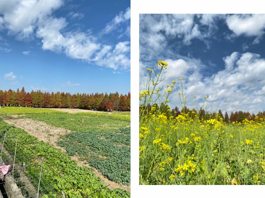 [彰化大村] 彰化大村落羽松秘境｜超大片落羽松Ｘ油菜花田超夢幻！免門票景點 - 萍姐愛分享