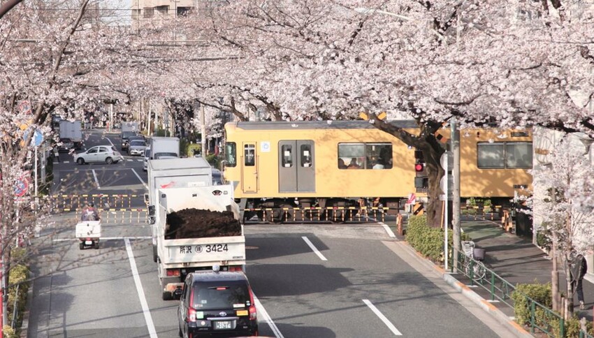 不只是宅宅聖地，還是隱藏版賞櫻花名所！東京中野一日遊全攻略
