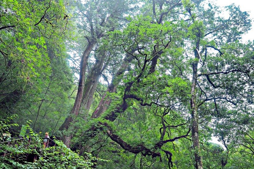 【桃園/中壢景點】情人節送禮免煩惱！大江購物中心市集好物一應俱全，盡享口福眼福，購好購滿購有食力！