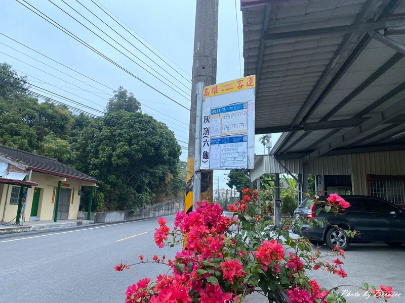 探索六龜原生山茶獨特茶香秘密與珍貴之處 @Bernice的隨手筆記