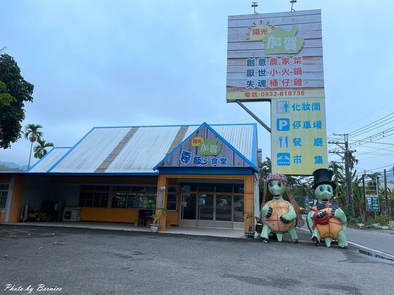 探索六龜原生山茶獨特茶香秘密與珍貴之處 @Bernice的隨手筆記