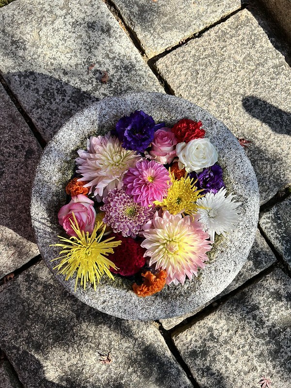 【亞洲，日本，京都】勝林寺（毘沙門堂勝林寺），超美的花手水舍，小巧的楓紅庭院，絕對是網美拍照聖地。（