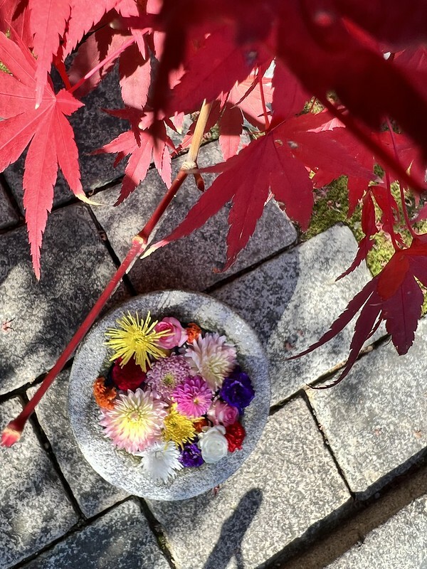 【亞洲，日本，京都】勝林寺（毘沙門堂勝林寺），超美的花手水舍，小巧的楓紅庭院，絕對是網美拍照聖地。（