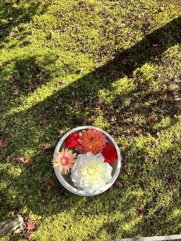 【亞洲，日本，京都】勝林寺（毘沙門堂勝林寺），超美的花手水舍，小巧的楓紅庭院，絕對是網美拍照聖地。（