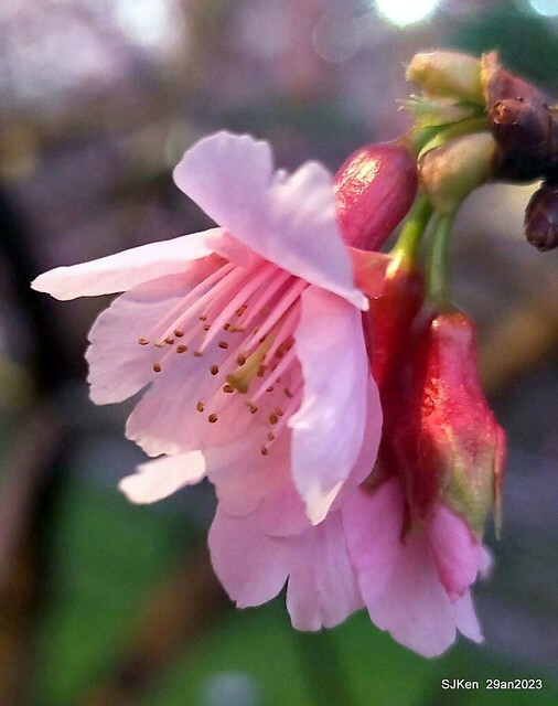 「2023內湖樂活公園賞夜櫻」(Cherryblossoms night scenery at Ne-hu park, Taipei, Taiwan, SJKen, Jan 29, 2023.