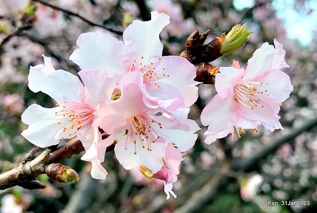 國父紀念館賞河津櫻(Prunus lannesiana cv. Kawazu-zakura at Sun Yat-Sen Memorial Hall), Taipei , Taiwan, SJKen, Jan 31, 2023.