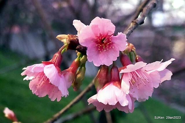 「2023內湖樂活公園賞夜櫻」(Cherryblossoms night scenery at Ne-hu park, Taipei, Taiwan, SJKen, Jan 29, 2023.