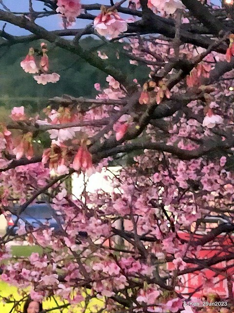 「2023內湖樂活公園賞夜櫻」(Cherryblossoms night scenery at Ne-hu park, Taipei, Taiwan, SJKen, Jan 29, 2023.