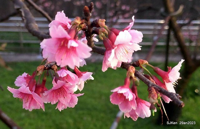 「2023內湖樂活公園賞夜櫻」(Cherryblossoms night scenery at Ne-hu park, Taipei, Taiwan, SJKen, Jan 29, 2023.