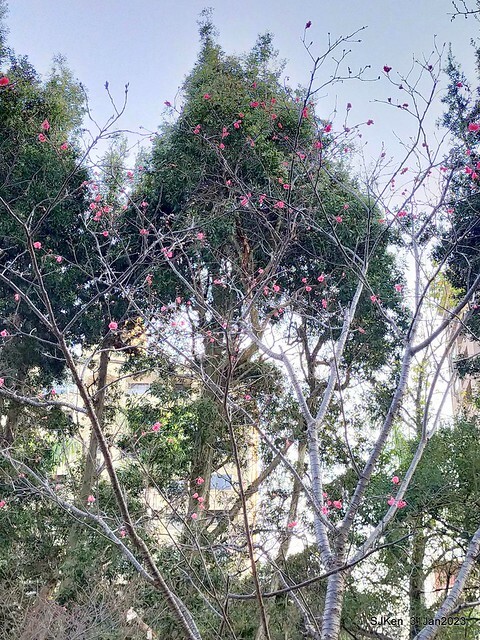 國父紀念館賞河津櫻(Prunus lannesiana cv. Kawazu-zakura at Sun Yat-Sen Memorial Hall), Taipei , Taiwan, SJKen, Jan 31, 2023.