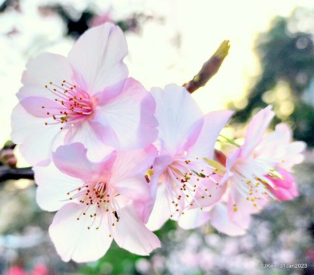 國父紀念館賞河津櫻(Prunus lannesiana cv. Kawazu-zakura at Sun Yat-Sen Memorial Hall), Taipei , Taiwan, SJKen, Jan 31, 2023.
