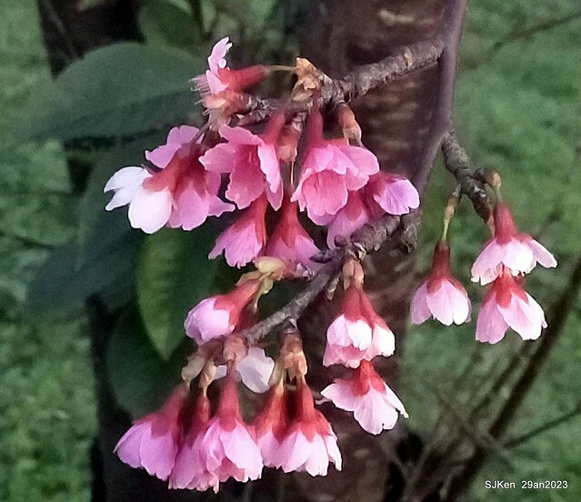 「2023內湖樂活公園賞夜櫻」(Cherryblossoms night scenery at Ne-hu park, Taipei, Taiwan, SJKen, Jan 29, 2023.