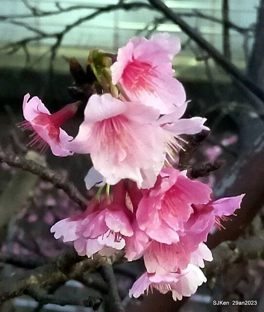 「2023內湖樂活公園賞夜櫻」(Cherryblossoms night scenery at Ne-hu park, Taipei, Taiwan, SJKen, Jan 29, 2023.