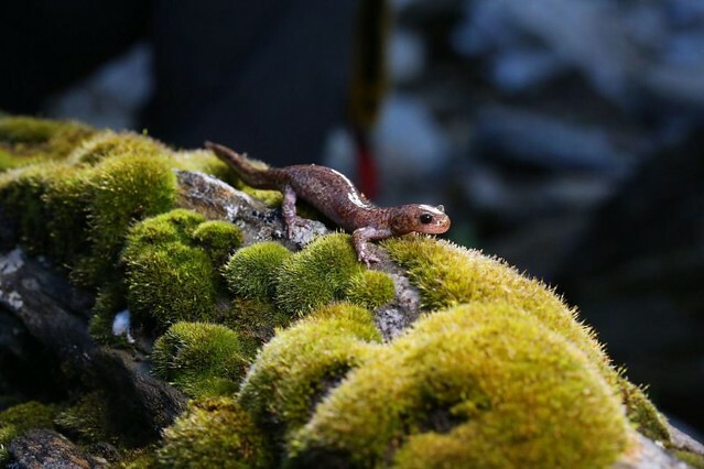 The Movie posters and stills of Taiwan record movie 紀錄片電影新作《山椒魚來了》(Good Morie MIT) is lauching from Feb 10, 2023 onwards in Taiwan.