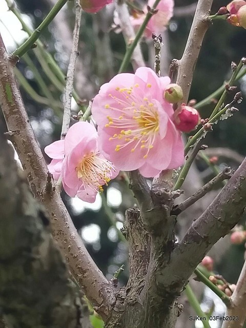 「中正紀念堂賞宮粉梅」 ( Flowering Apricots at CKS Memorial Hall), SJKen, Taipei, Taiwan, Feb 3. 2023 )