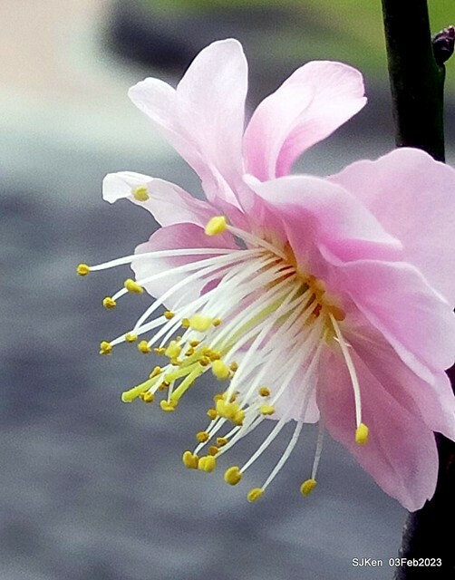 「中正紀念堂賞宮粉梅」 ( Flowering Apricots at CKS Memorial Hall), SJKen, Taipei, Taiwan, Feb 3. 2023 )