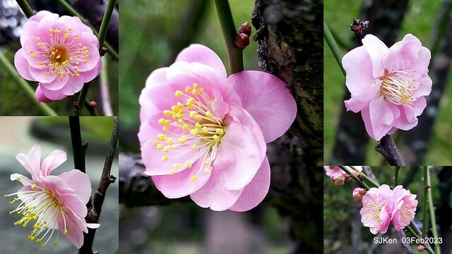 「中正紀念堂賞宮粉梅」 ( Flowering Apricots at CKS Memorial Hall), SJKen, Taipei, Taiwan, Feb 3. 2023 )