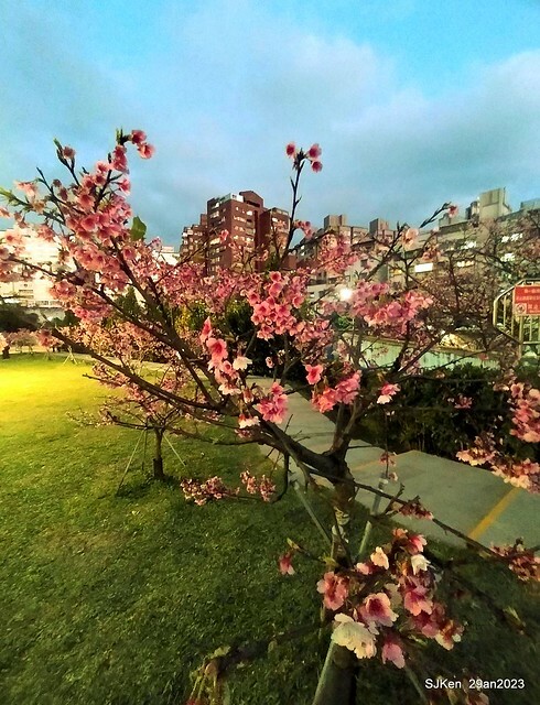 「2023內湖樂活公園賞夜櫻」(Cherryblossoms night scenery at Ne-hu park, Taipei, Taiwan, SJKen, Jan 29, 2023.