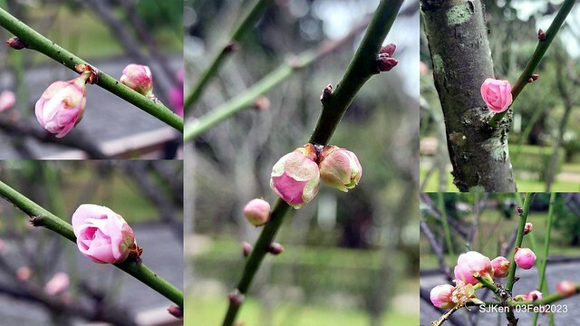 「中正紀念堂賞宮粉梅」 ( Flowering Apricots at CKS Memorial Hall), SJKen, Taipei, Taiwan, Feb 3. 2023 )