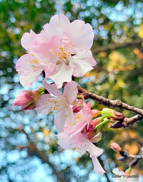 國父紀念館賞河津櫻(Prunus lannesiana cv. Kawazu-zakura at Sun Yat-Sen Memorial Hall), Taipei , Taiwan, SJKen, Jan 31, 2023.