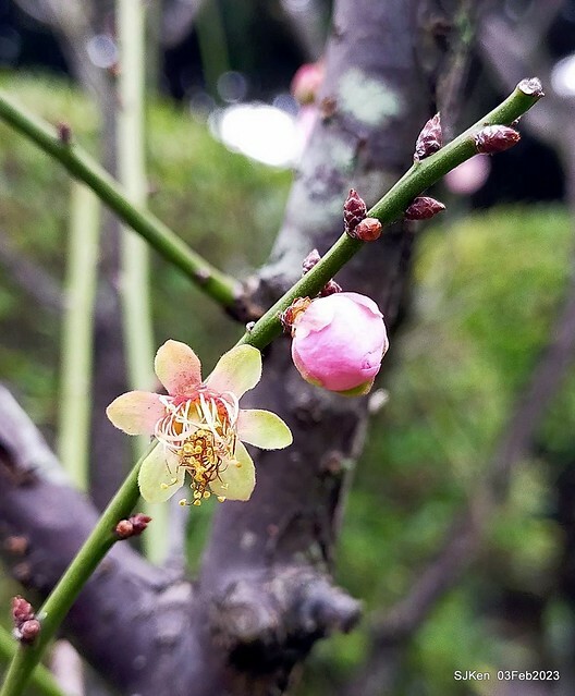 「中正紀念堂賞宮粉梅」 ( Flowering Apricots at CKS Memorial Hall), SJKen, Taipei, Taiwan, Feb 3. 2023 )