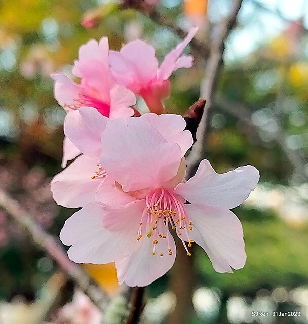 國父紀念館賞河津櫻(Prunus lannesiana cv. Kawazu-zakura at Sun Yat-Sen Memorial Hall), Taipei , Taiwan, SJKen, Jan 31, 2023.