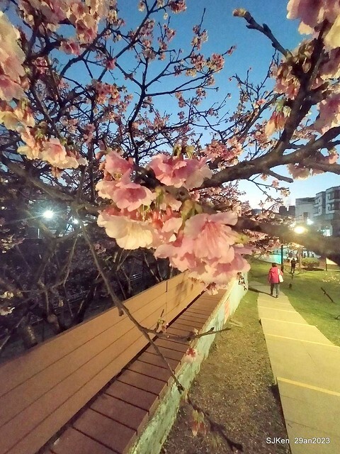 「2023內湖樂活公園賞夜櫻」(Cherryblossoms night scenery at Ne-hu park, Taipei, Taiwan, SJKen, Jan 29, 2023.